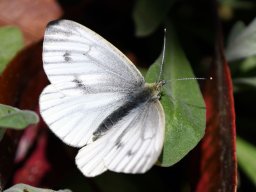 aurora falter weibchen
